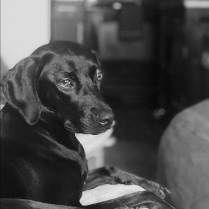 Meet your Posher, Alex